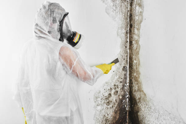 Best Kitchen Mold Remediation in Inverness, IL
