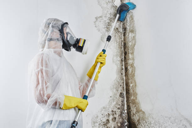 Best Black Mold Remediation in Inverness, IL