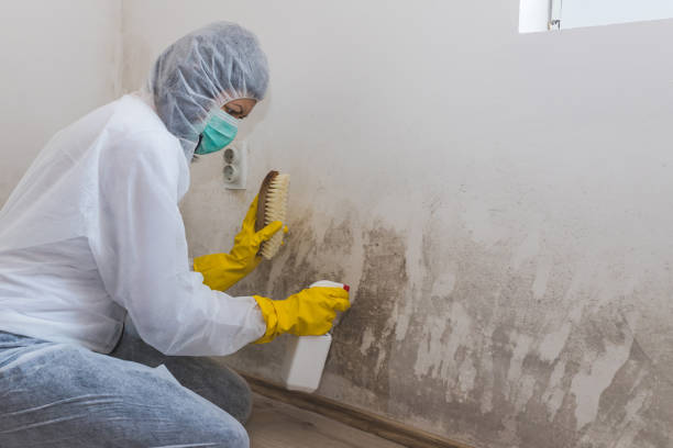 Reliable Inverness, IL Mold Remediation Solutions