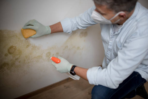 Best Mold Testing and Inspection Services in Inverness, IL