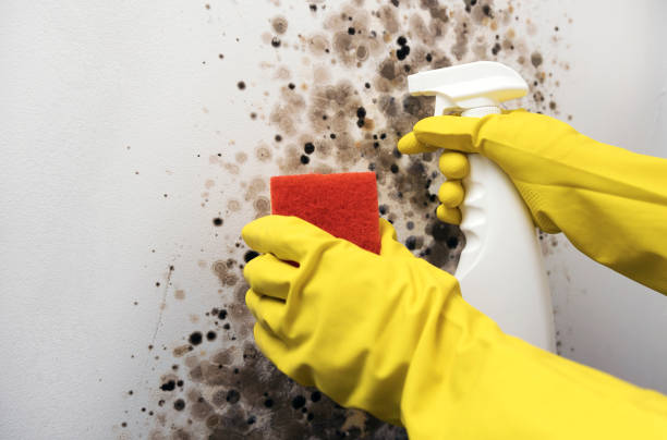 Best Health and Safety Mold Remediation in Inverness, IL