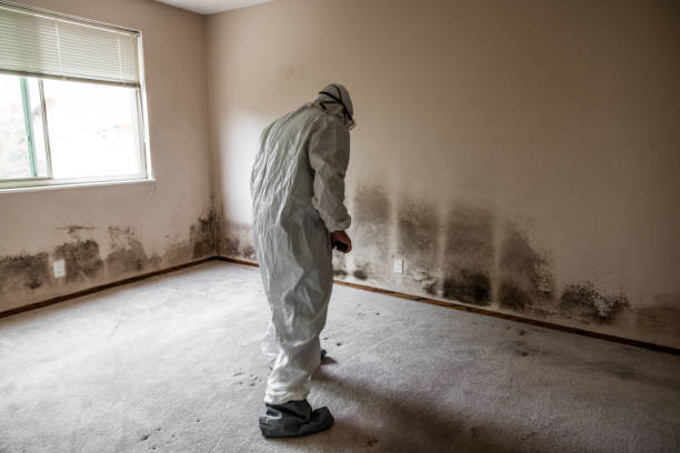Best Residential Mold Remediation in Inverness, IL