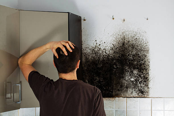 Best Bathroom Mold Remediation in Inverness, IL
