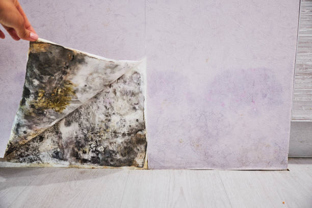 Best Post-Flood Mold Remediation in Inverness, IL